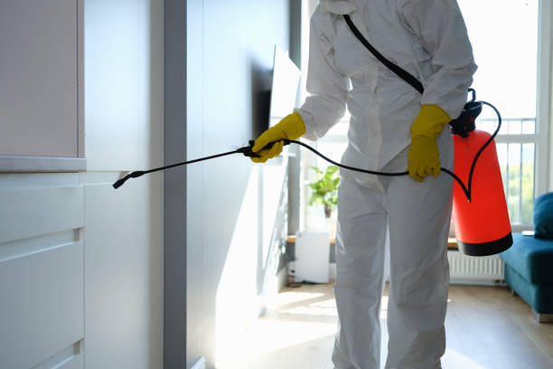 Best Mold Removal Process  in Rockwell City, IA