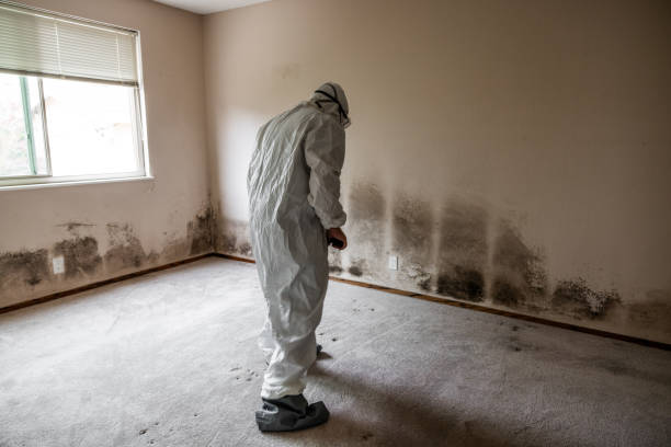 Best Toxic Mold Removal  in Rockwell City, IA